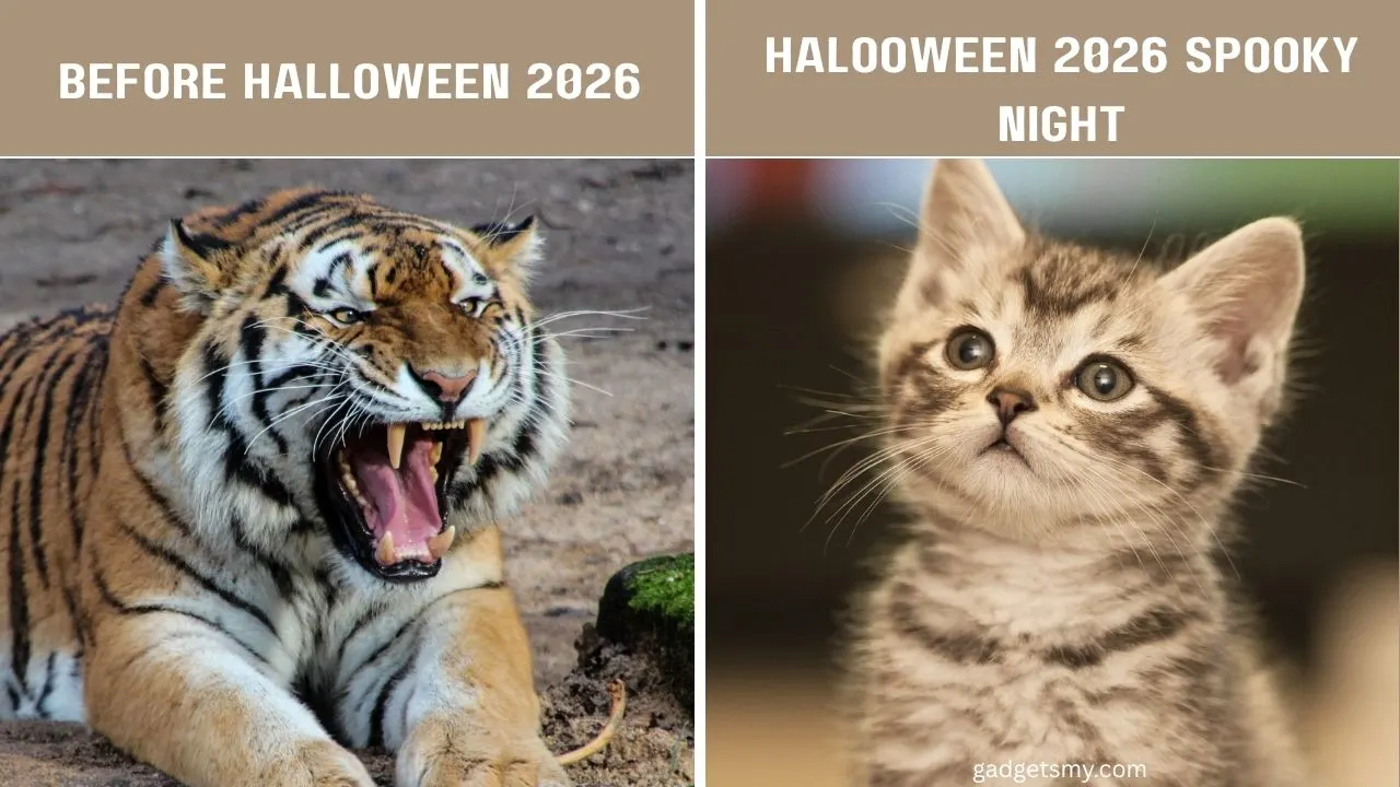 Halloween 2026 Funny Images
